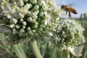 Ap&iacute;cola Legado La Dormida