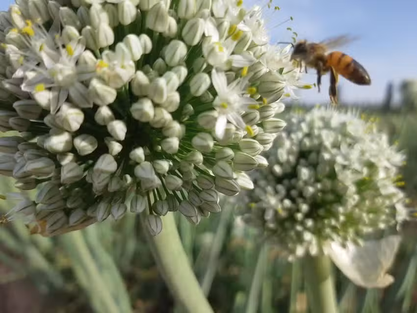 Ap&iacute;cola Legado La Dormida