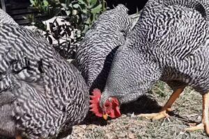 Caba&ntilde;a Av&iacute;cola Reckeniel