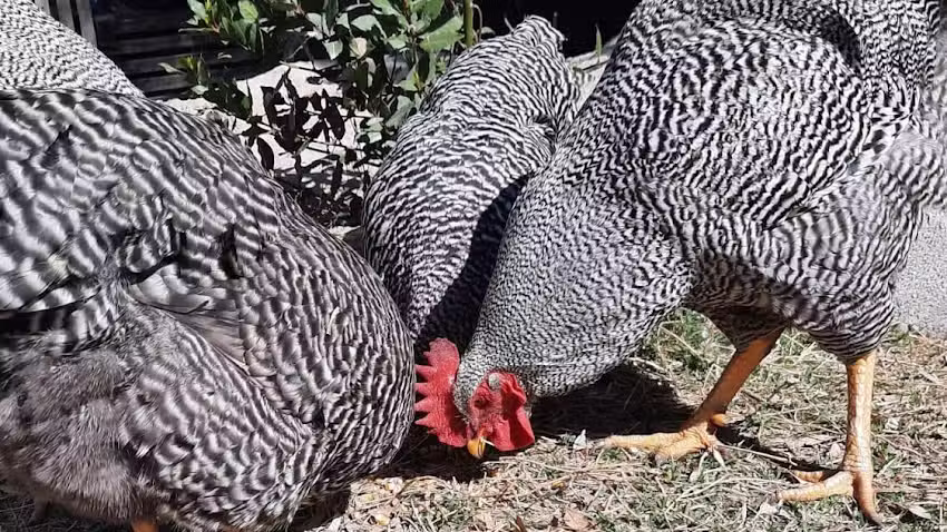 Caba&ntilde;a Av&iacute;cola Reckeniel