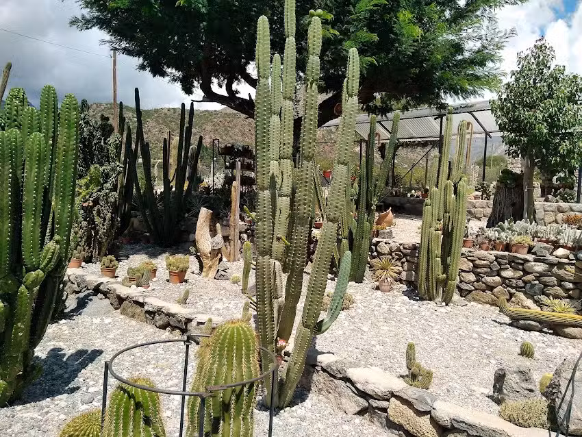 Casa de cactus T&iacute;o Palo