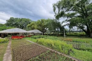 Cultivo Las Petunias