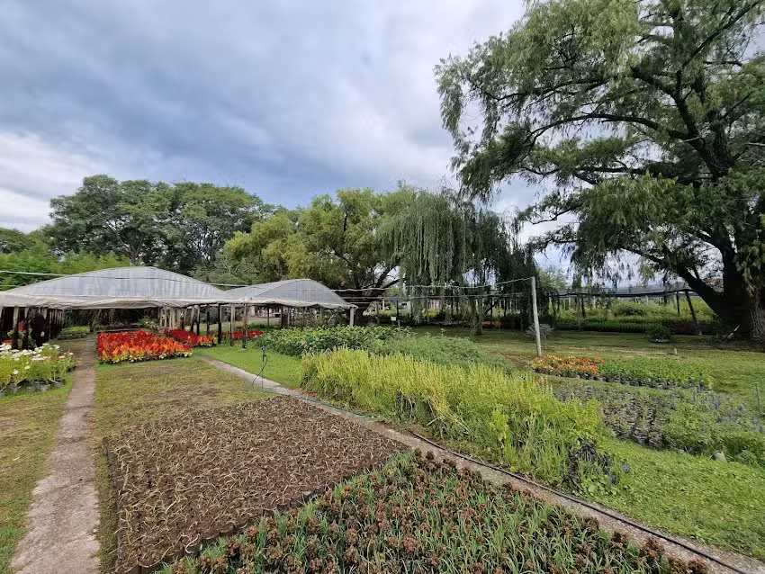 Cultivo Las Petunias