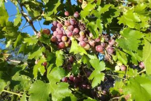 EMPRENDIMIENTO EL AGURIBAY