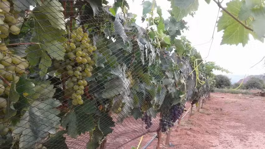 Establecimiento Las Chacras