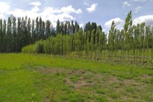 Estancia Bella Vista