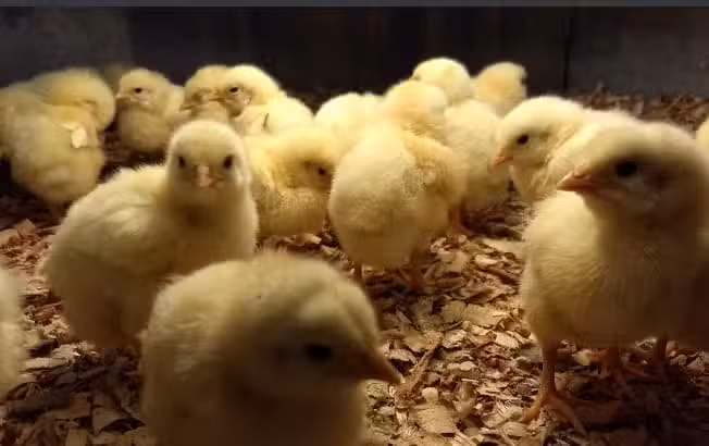 Forrajer&iacute;a El Ceja