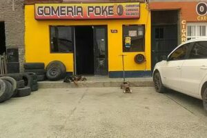 Gomeria y lubricentro poke