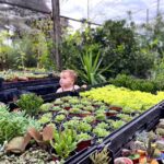 Mercado de plantas loma verde