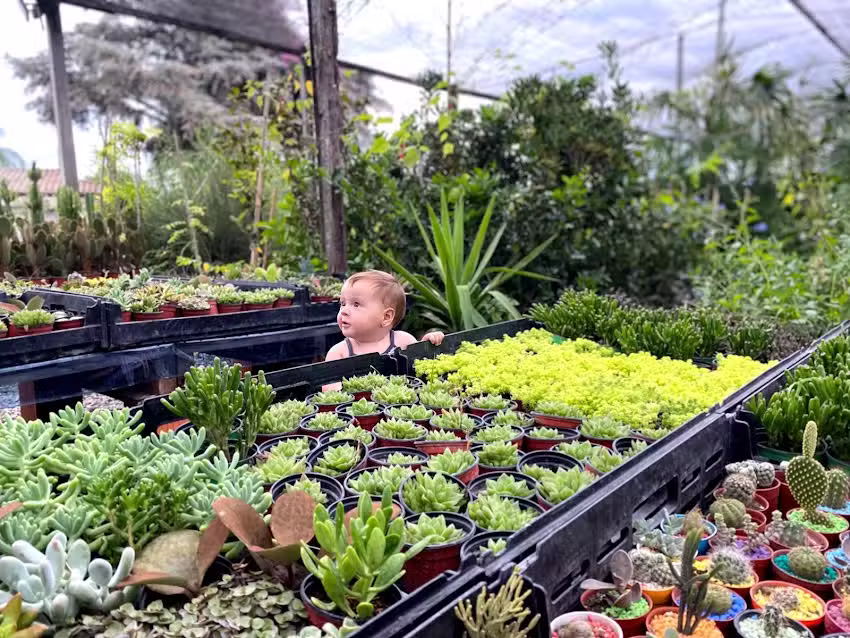 Mercado de plantas loma verde