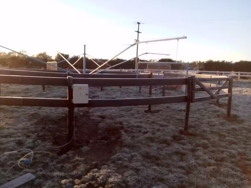 Stud de Recria el Invicto ..P.Avila