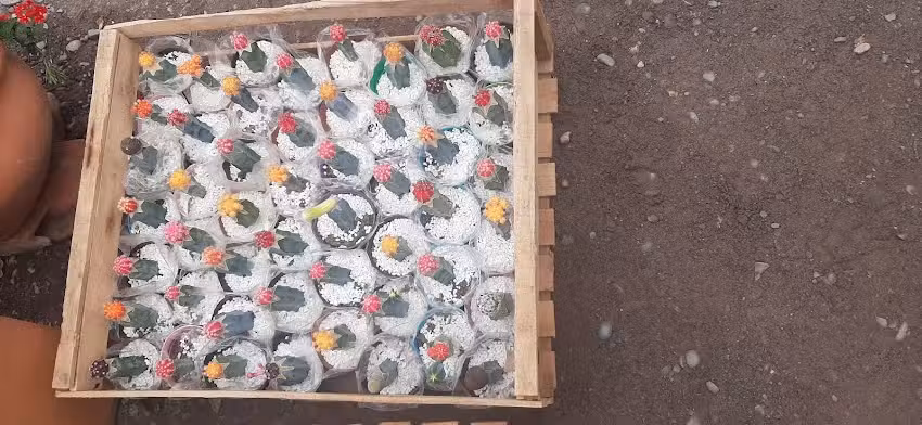 Vivero &ldquo;El Paraiso&rdquo;