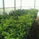 VIVERO VILLA JARD&Iacute;N