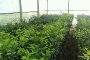 VIVERO VILLA JARD&Iacute;N