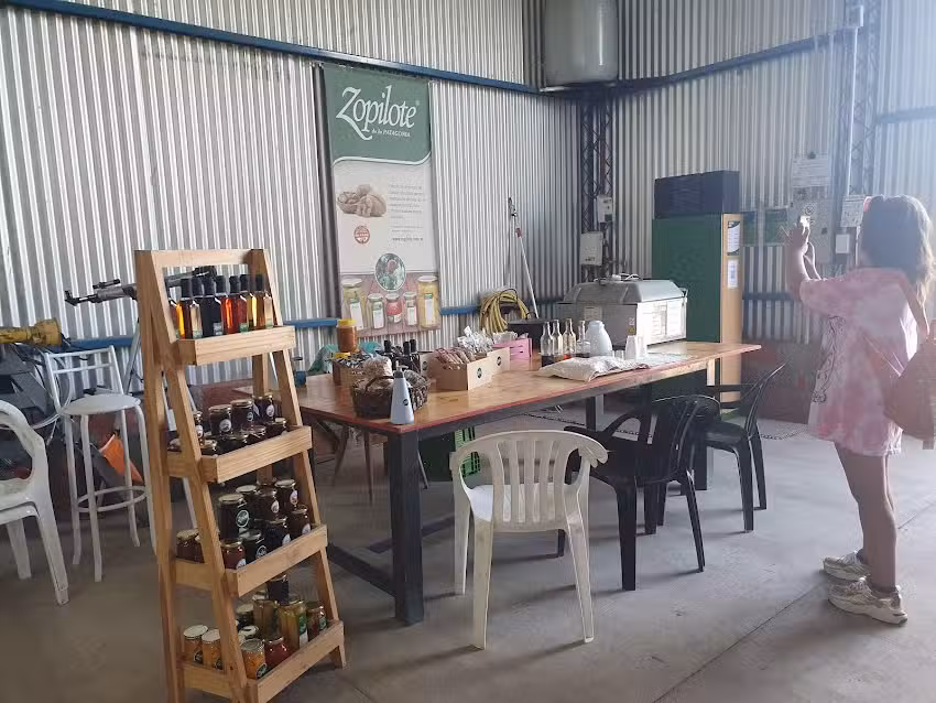 Zopilote de la Patagonia